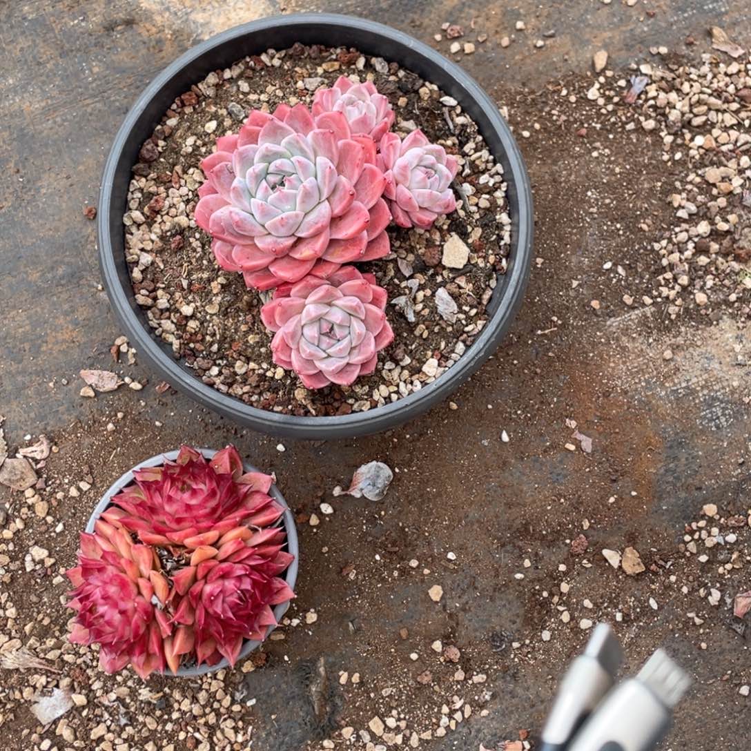 平***子多肉两个宝贝专拍