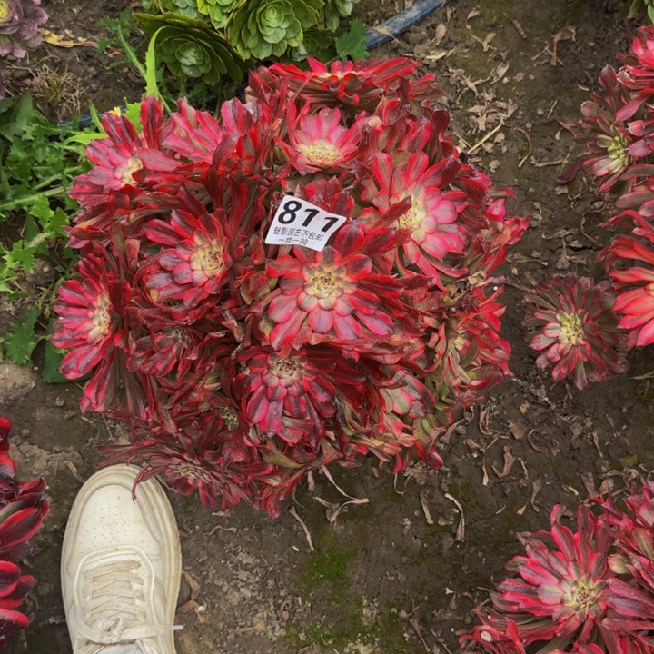 雪姬花27-52包邮花花