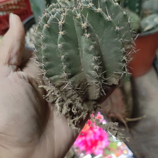 仙人球彩草洛桑带根福利