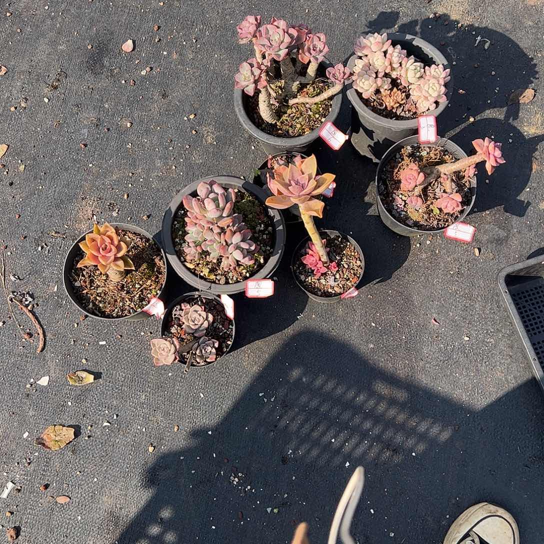 鳳***8颗小老桩多肉脱土