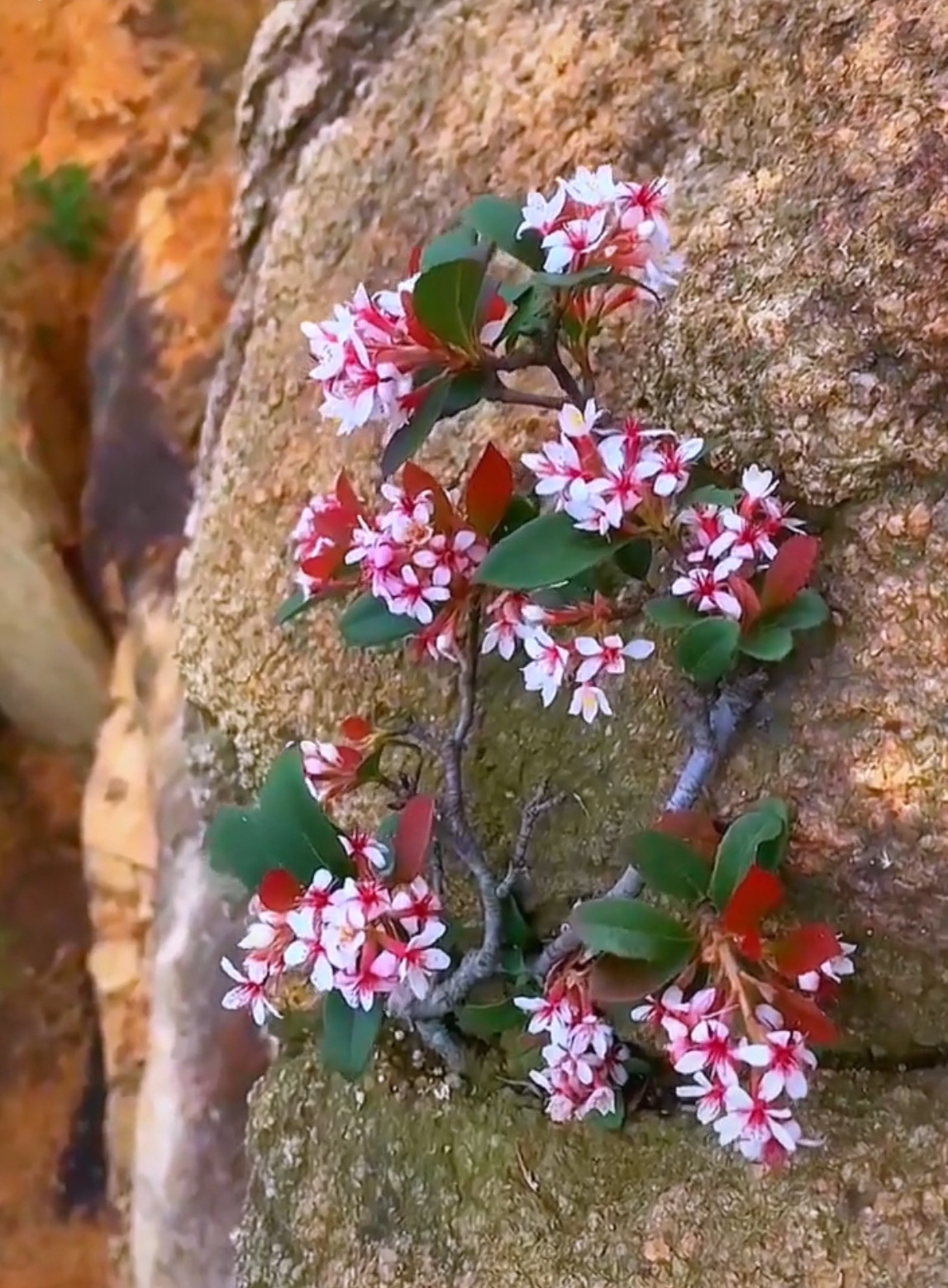 直播间专拍春花 栀子花 映山红 赤楠