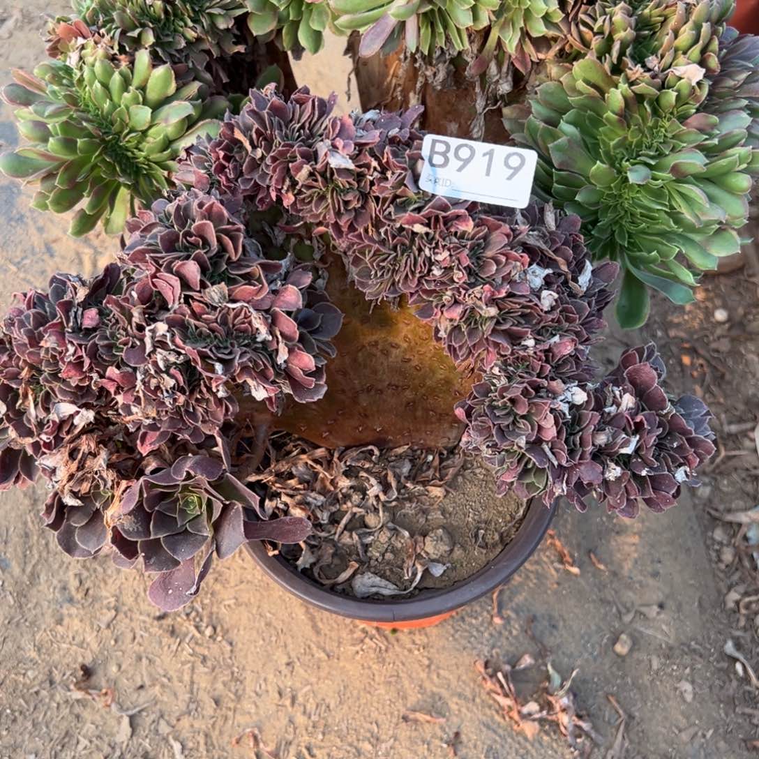 919个两颗组合多肉植物法师