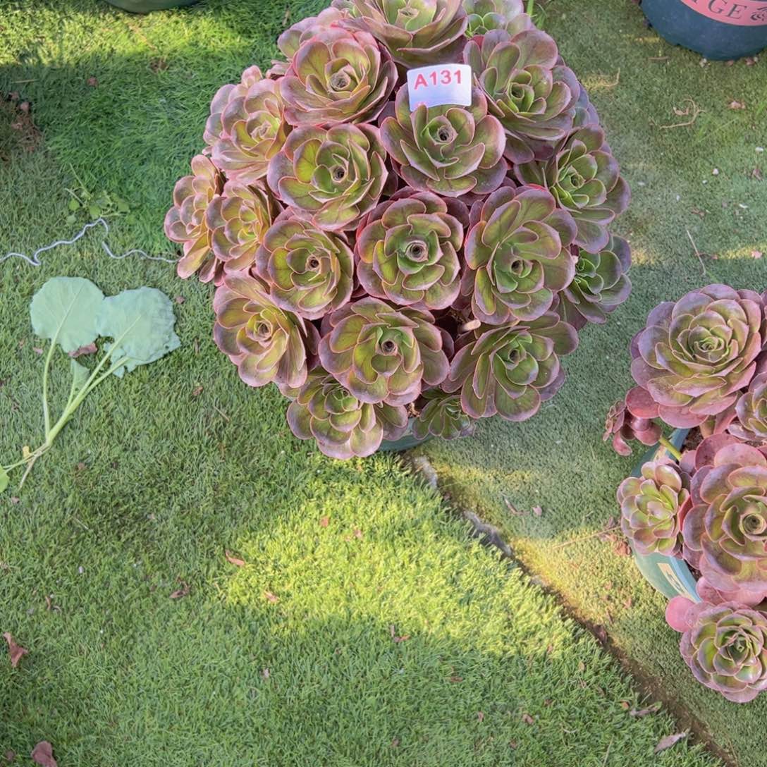 131，媚金玫瑰多肉植物法师