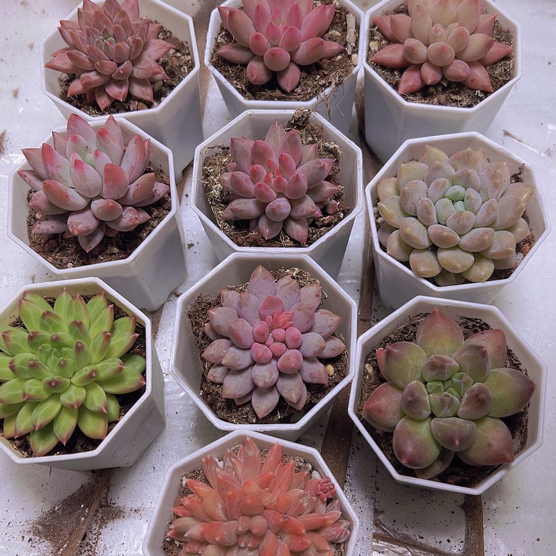 美人组合10盆八角盆