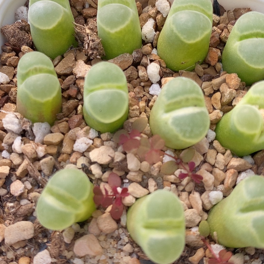 极窗风铃一颗。        