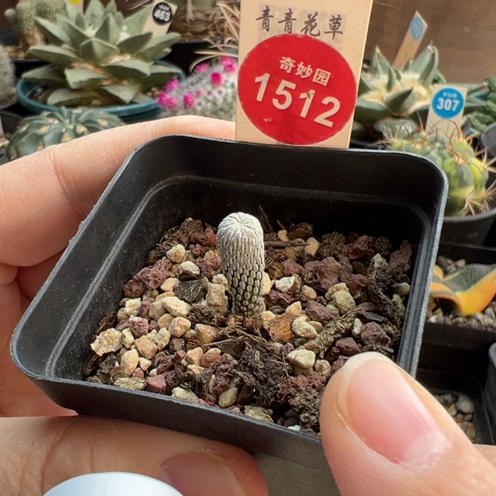 实生精巧丸一棵仙人球