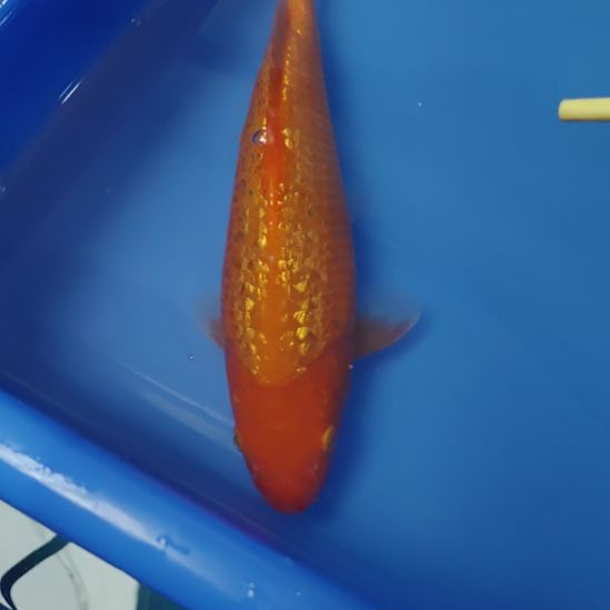 锦鲤芥子24公分顺丰到付不包邮