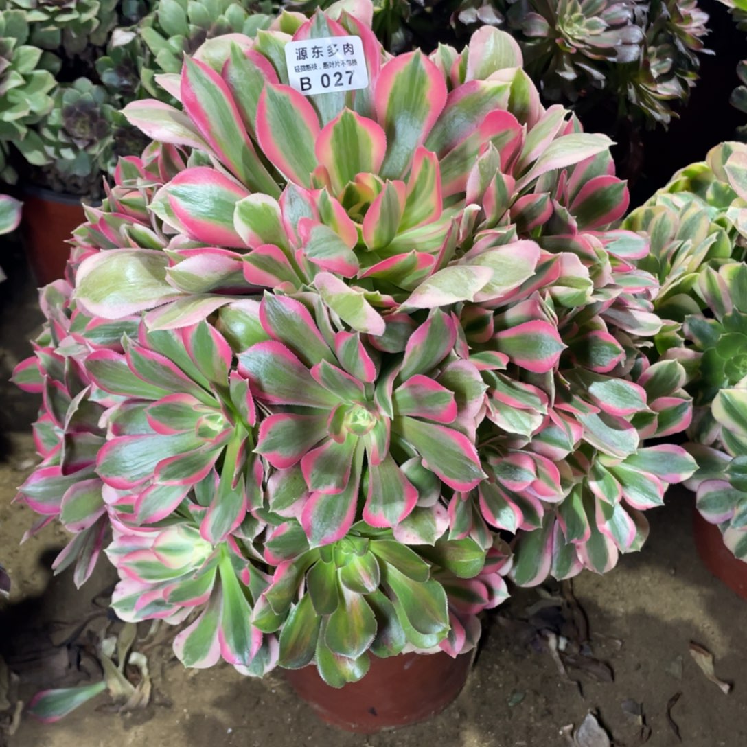 027青苹果多肉法师断枝不包