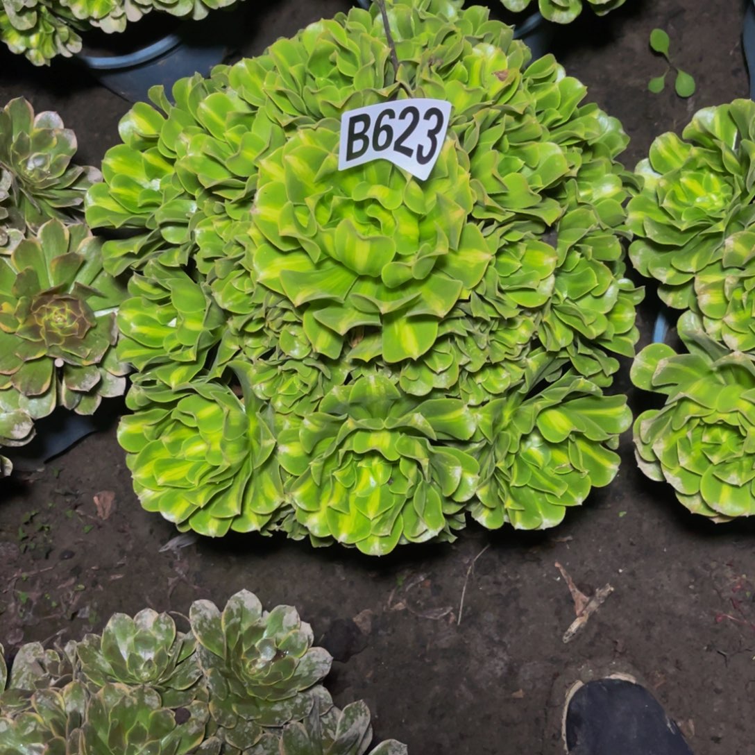 翡翠琉璃26//50包邮