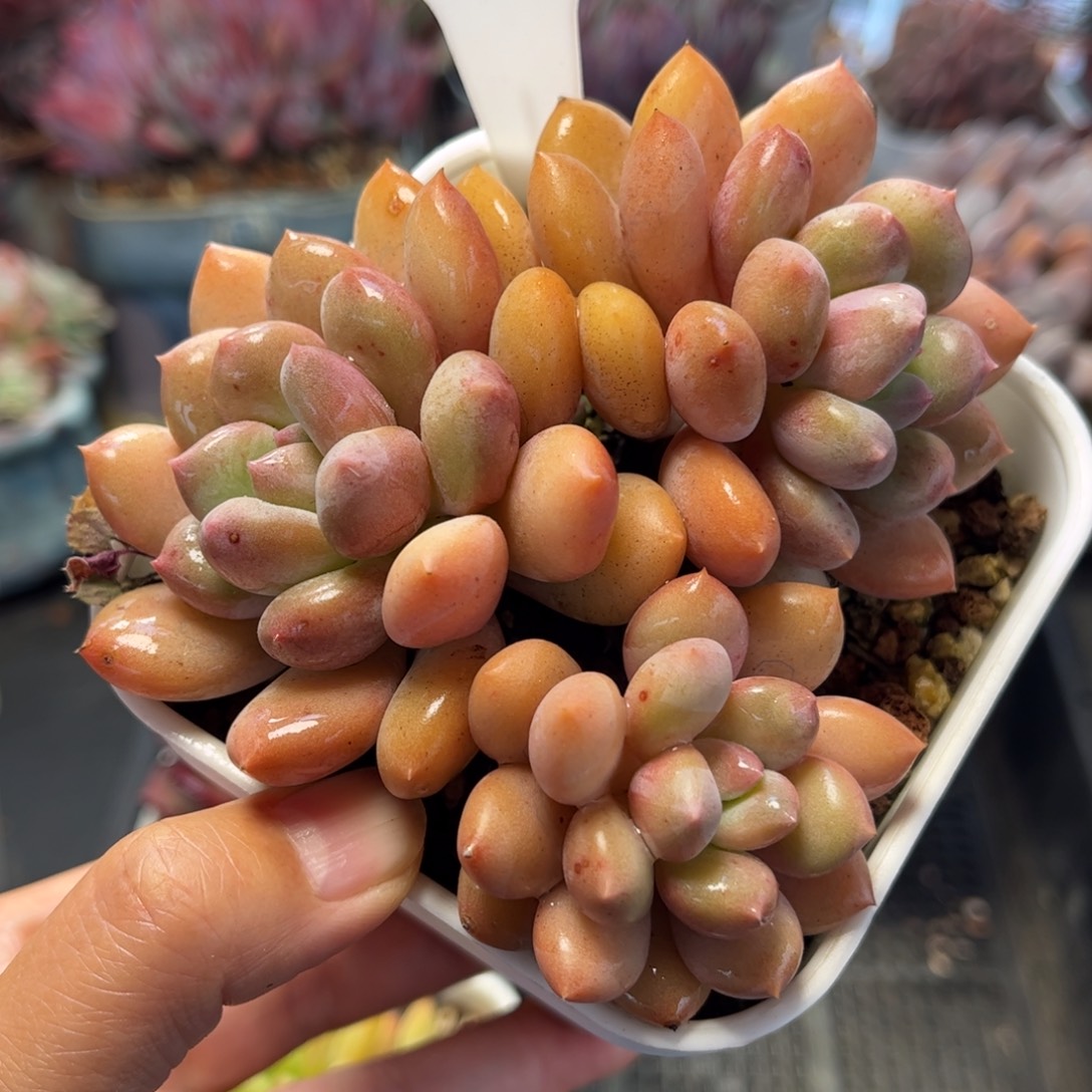 淡****2266带盆满30包邮，天冷地区必拍保温箱