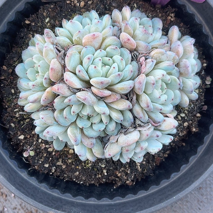 两单包邮，一物一拍，91雪爪