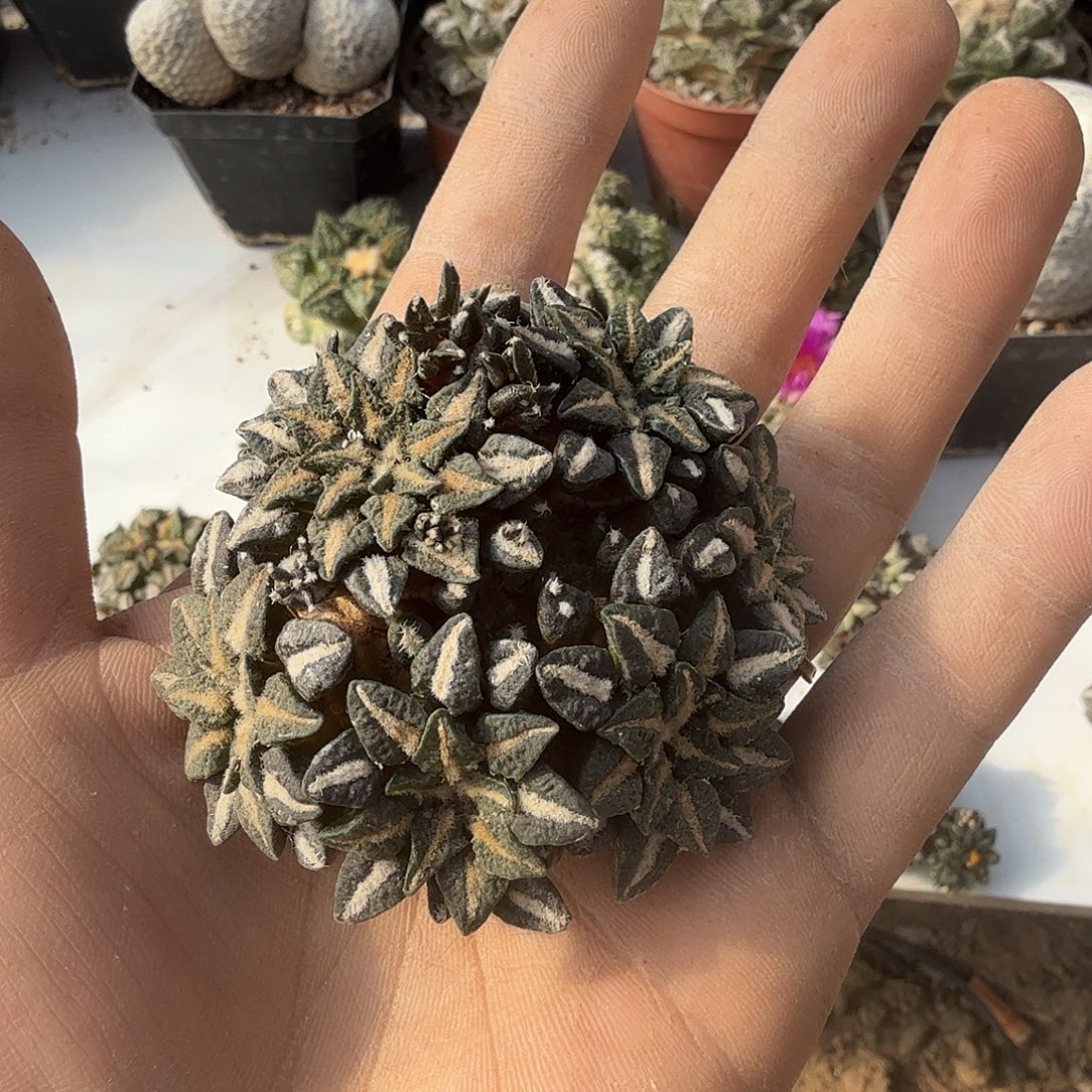 雨***心黑牡丹群头仙人球开花