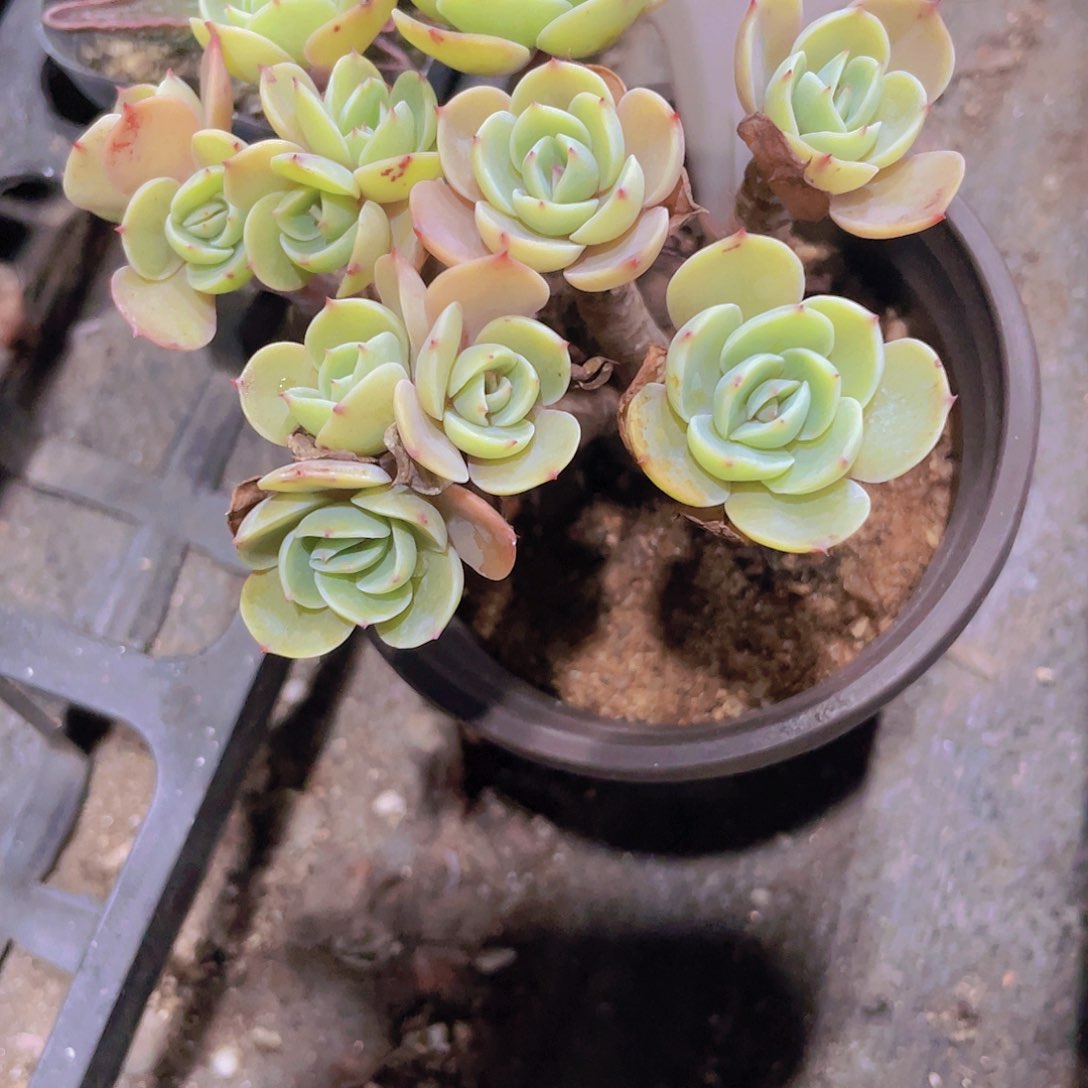 糖***?艾斯米兰达w095一物一拍多肉