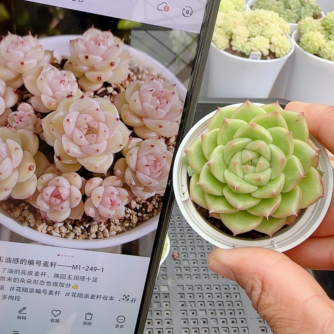 夏****【闪购商品】1023-96（m1-249-1）