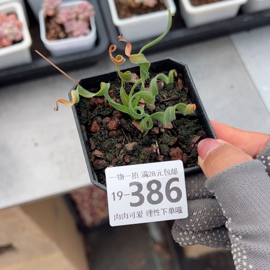 弹簧草多肉多肉多肉多肉