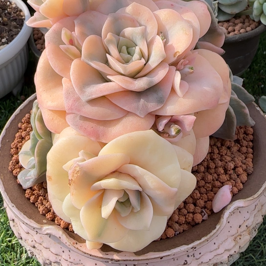 可爱玫瑰锦多肉植物