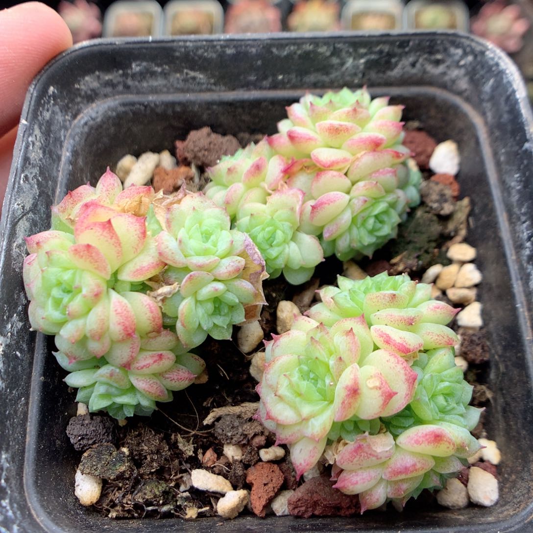 E48 三群，20包邮两天凑单偏远不发货