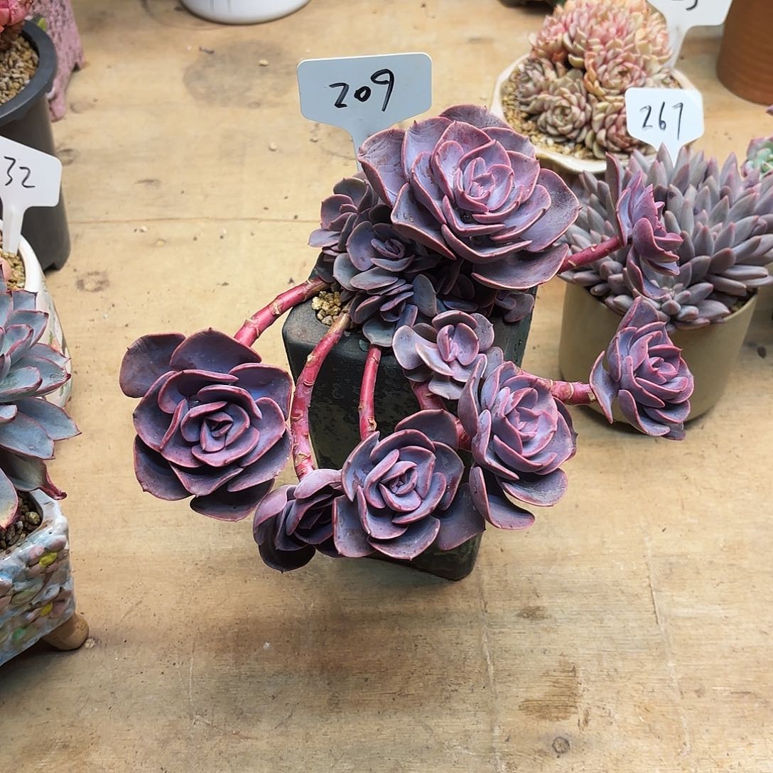 不***.多肉植物，尘埃玫瑰209号