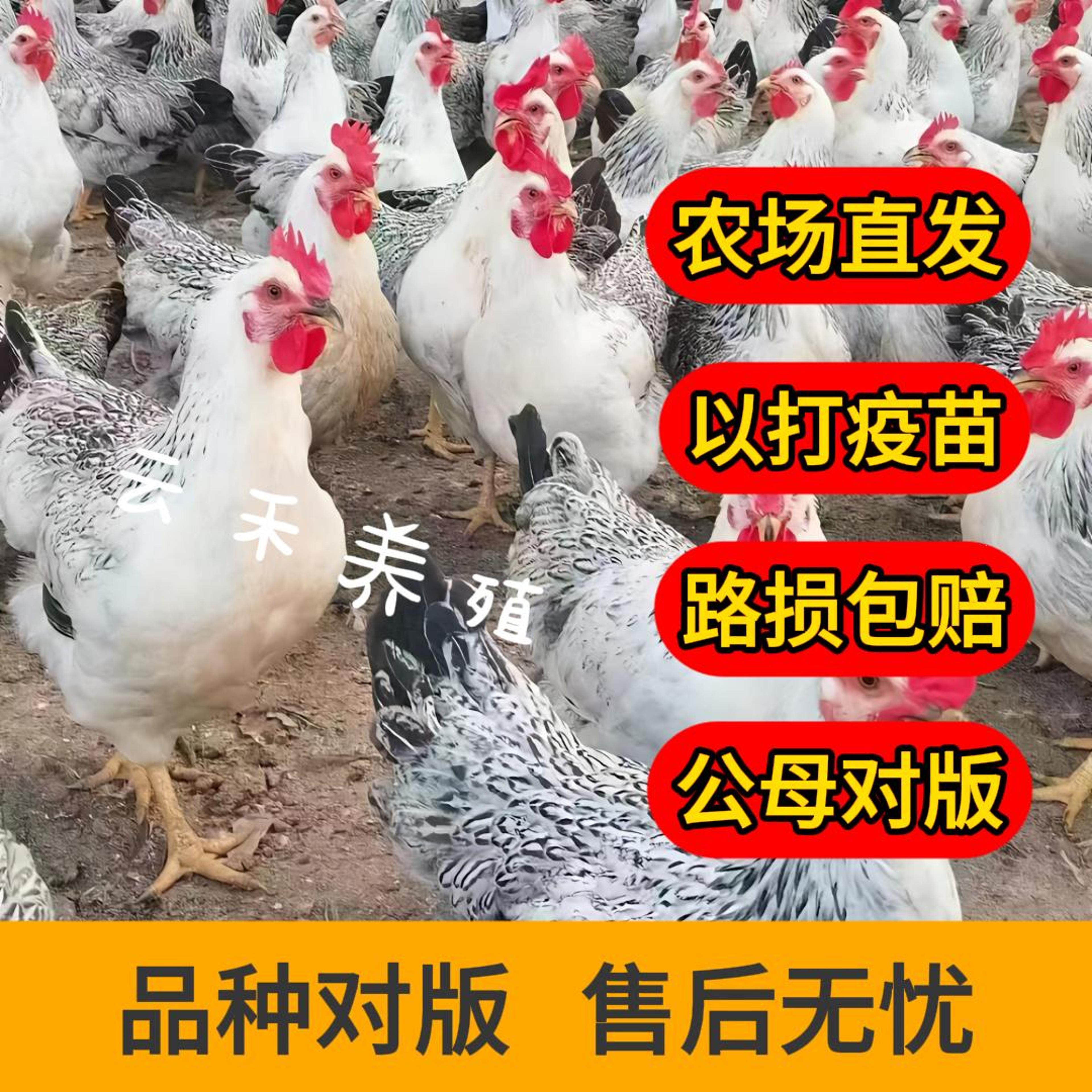 纯种芦花鸡稻花宠物鸡公母可选三斤左右发货包邮包路损