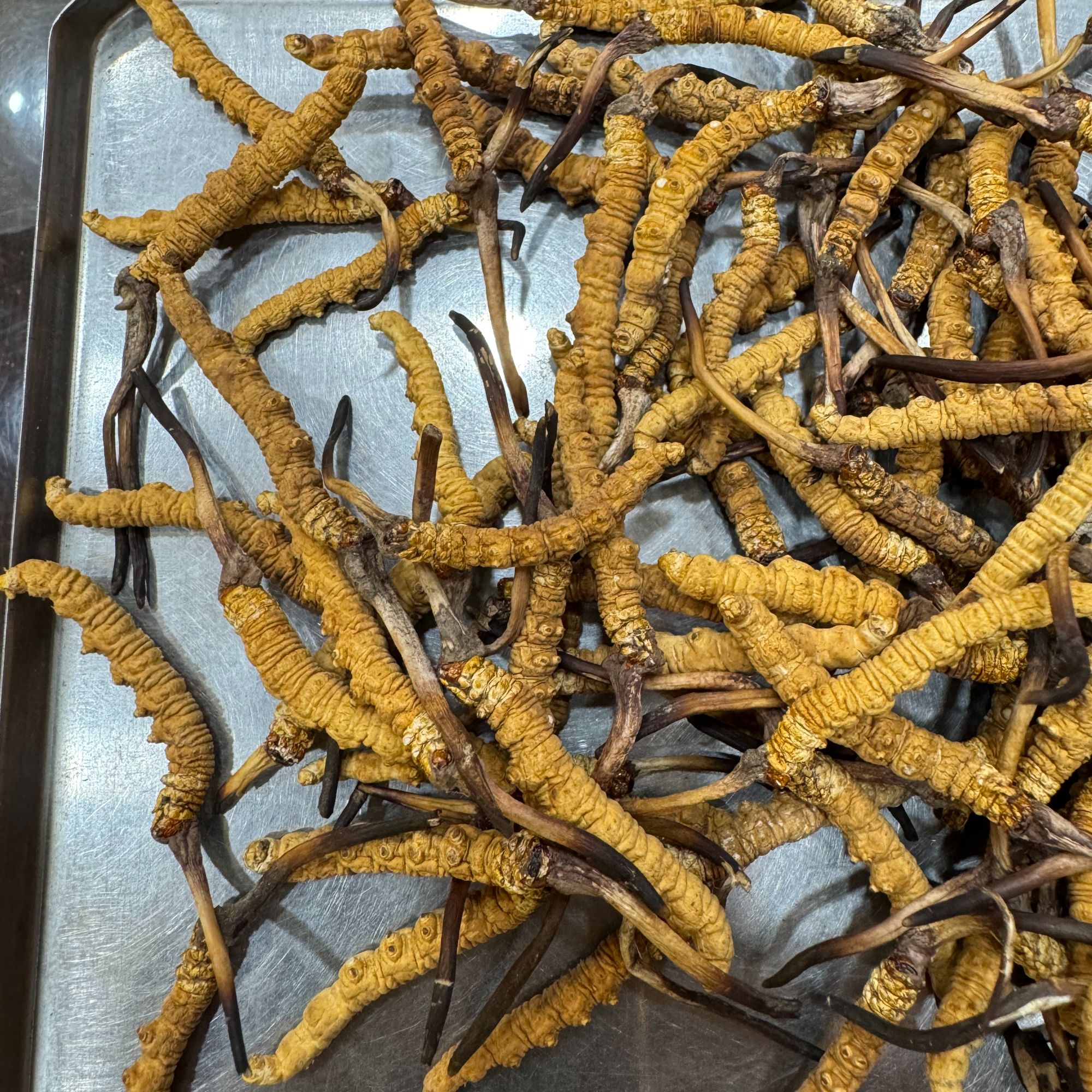 新【特价 精选】2025年新干草  高海拔冬虫夏草