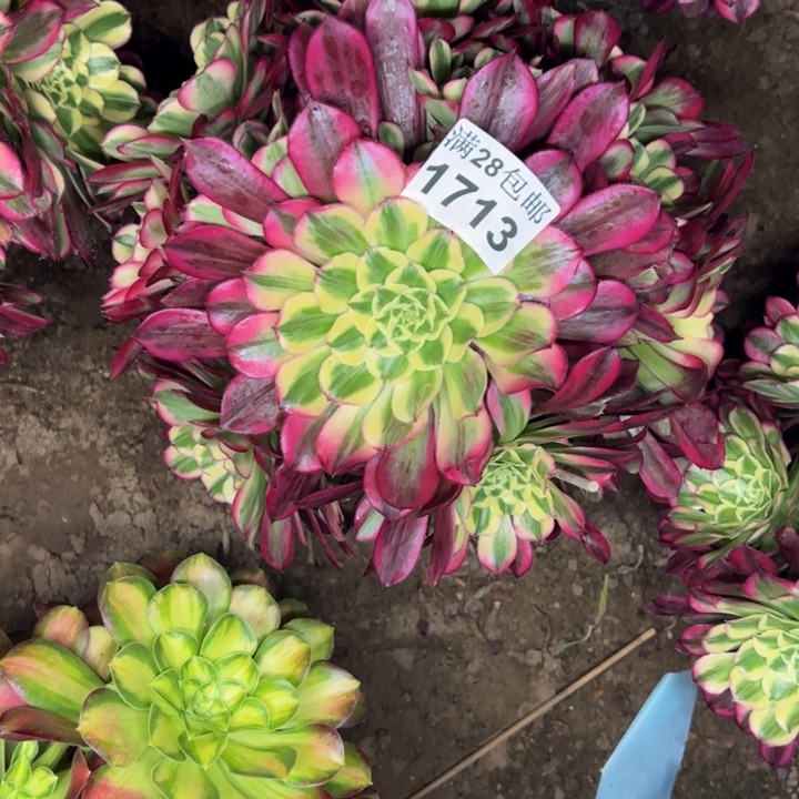 1713天河多肉植物