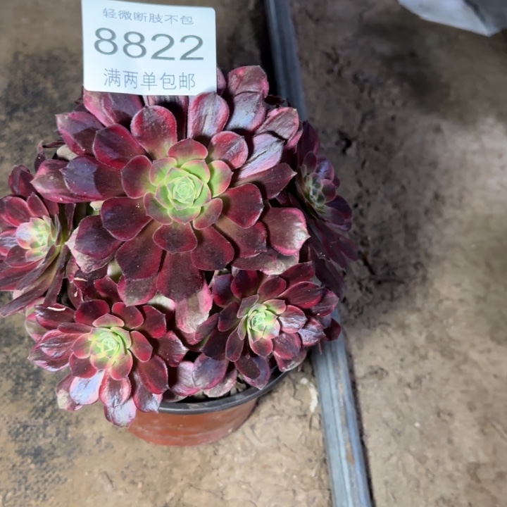 8822安娜多肉植物