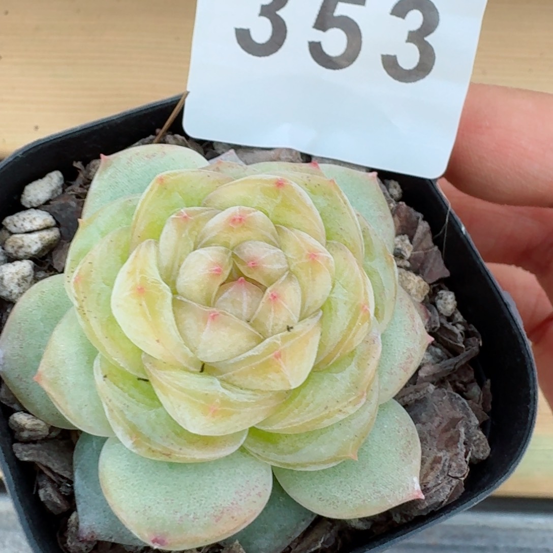 绿樱珍妮         精品多肉