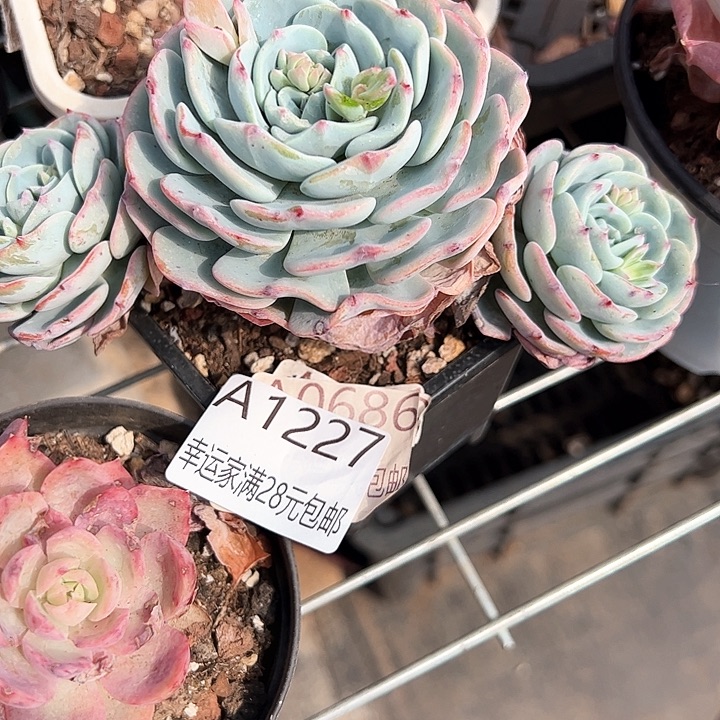 幸运的是我的朋友