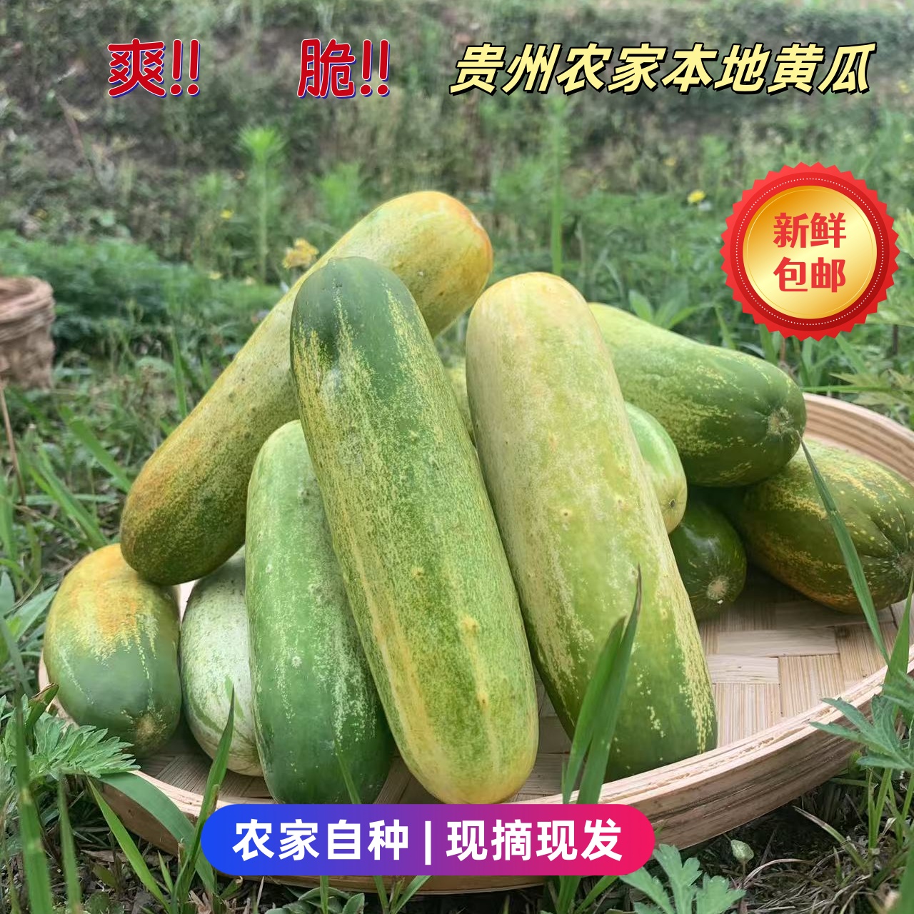 广西云南贵州农家自种土黄瓜八月黄瓜新鲜水果黄瓜脆甜可生吃