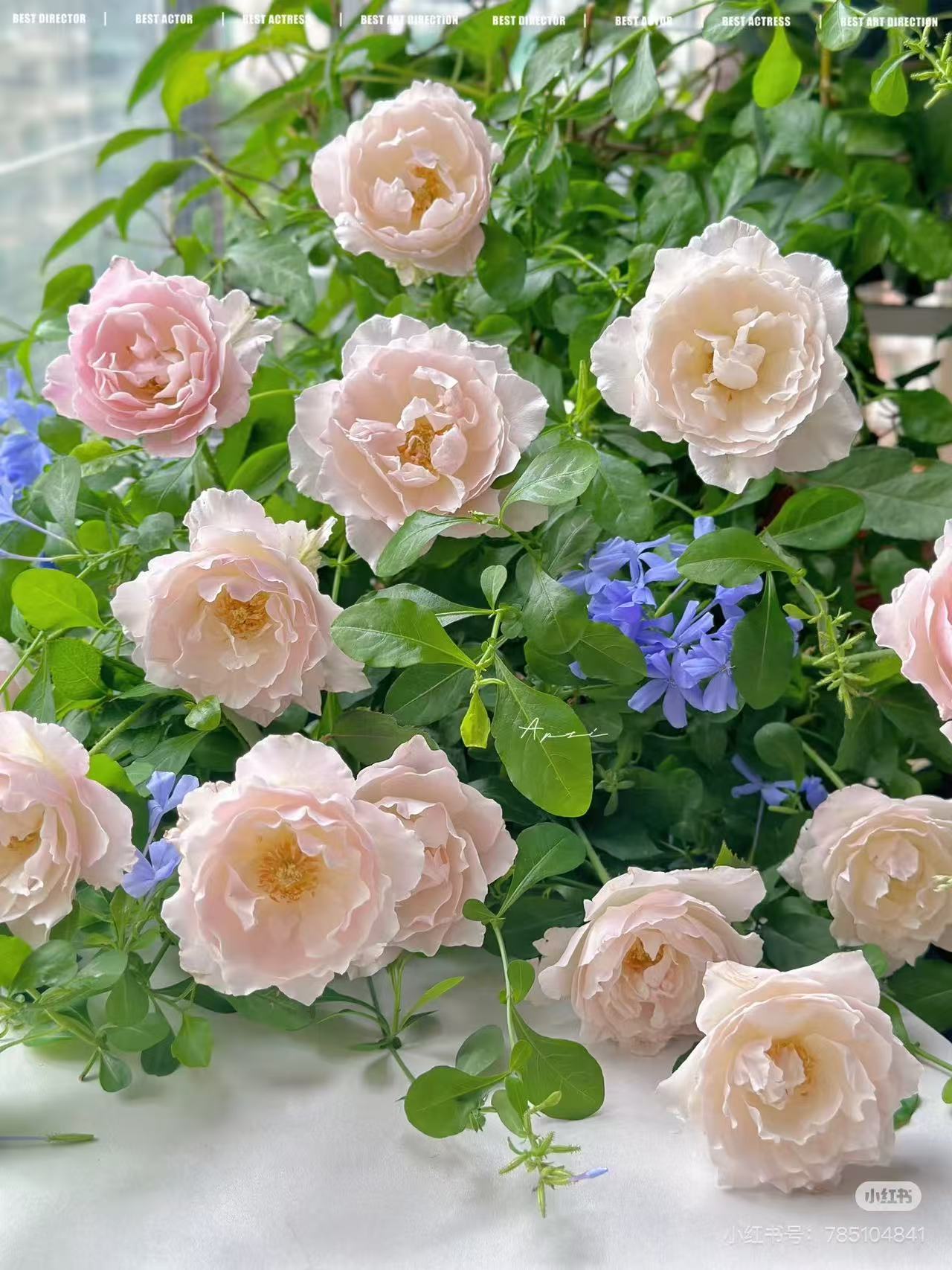 天宫公主   中苗