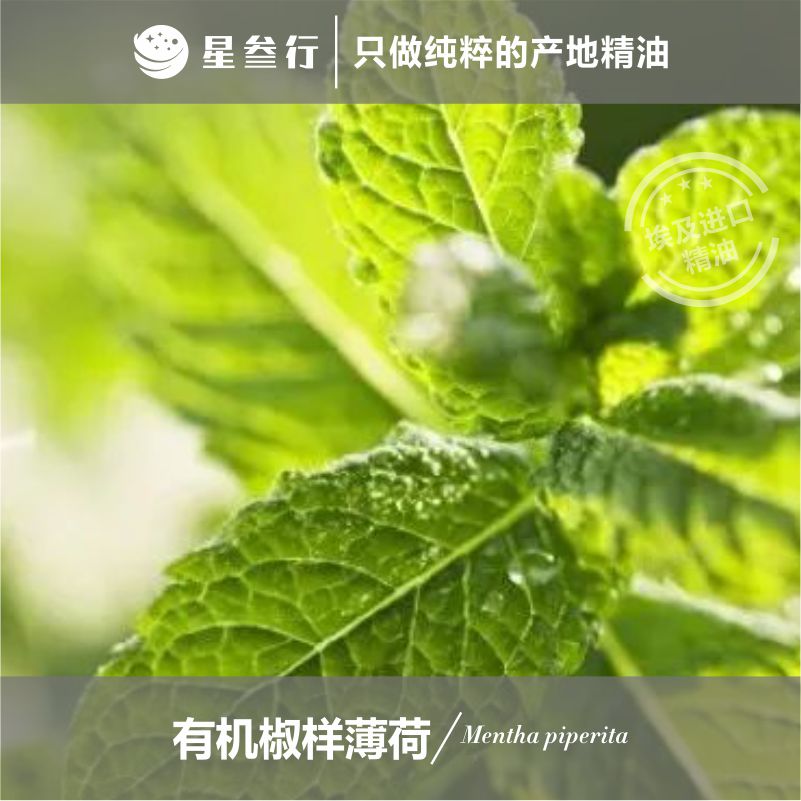 有机椒样薄荷精油 埃及产地 单方植物精油薄荷味香薰