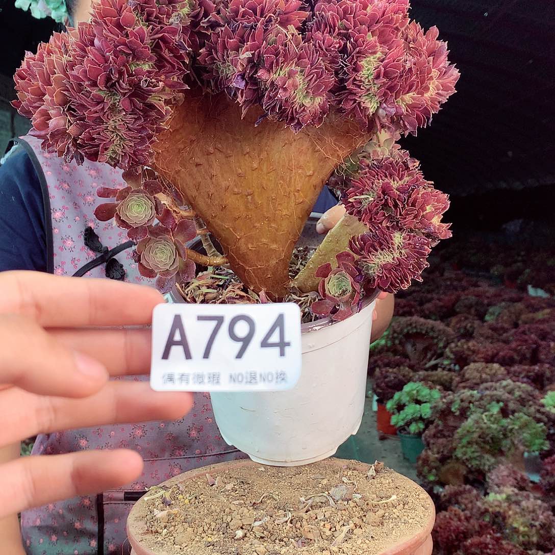 无花朵柒哥多肉法师不包侧断枝794