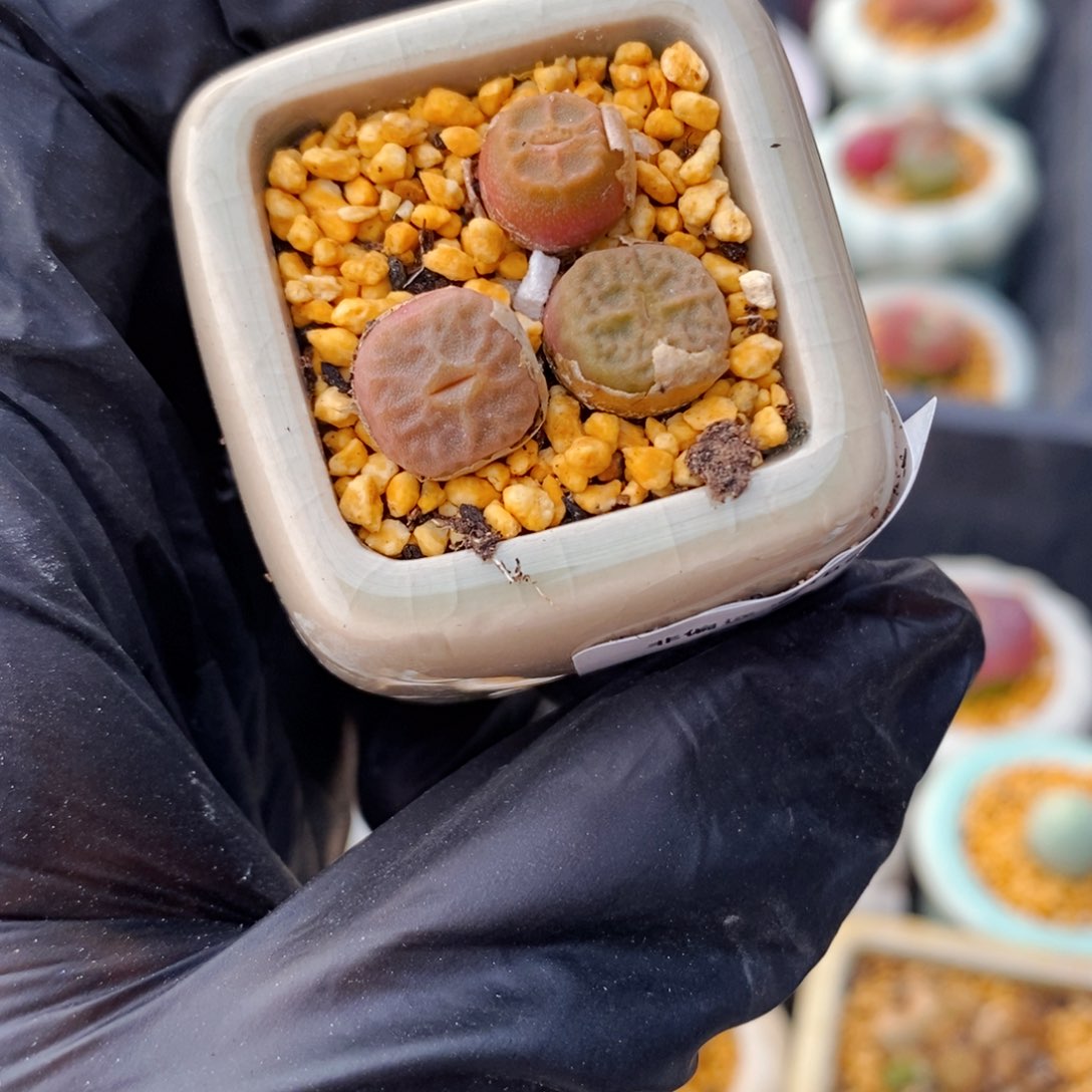 5023--一物一拍 带盆