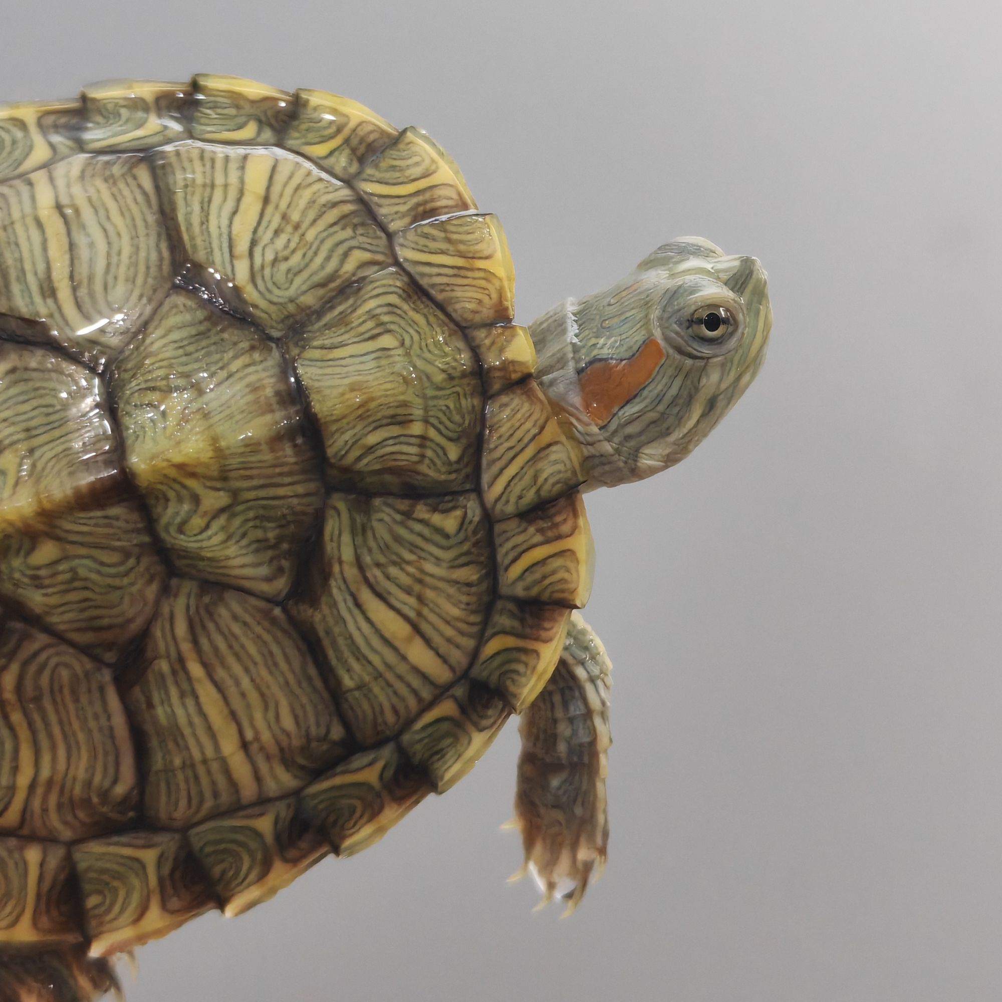 盲盒巴西基因宠物龟随机发货