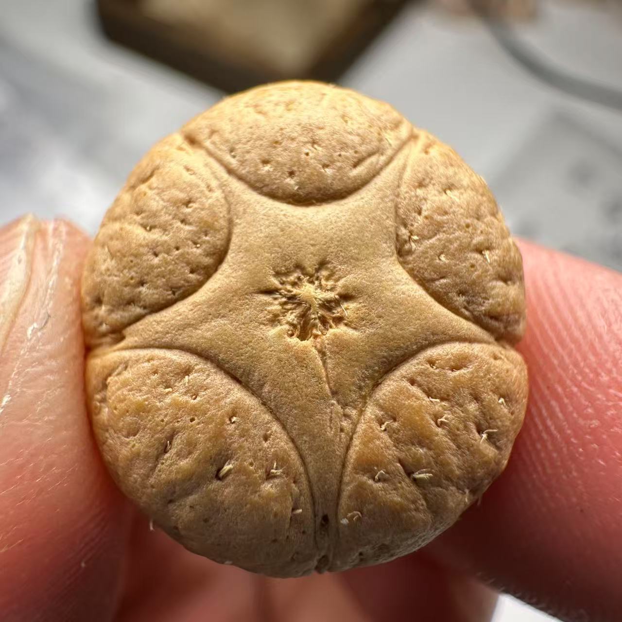 尼泊尔五星菩提，尺寸19，sss系列，货号75