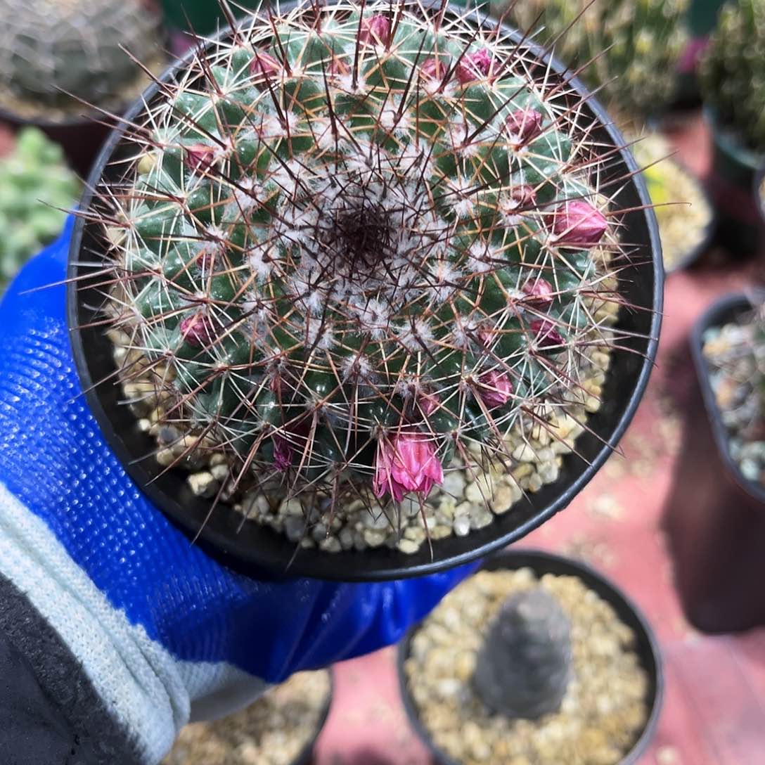 马*勋紫光殿仙人球开花球