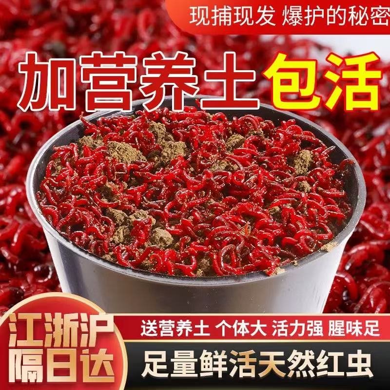 鲜活红虫【地板价】营养土发货现货速发活体鱼饵鲫鱼食野钓饵料钓鱼