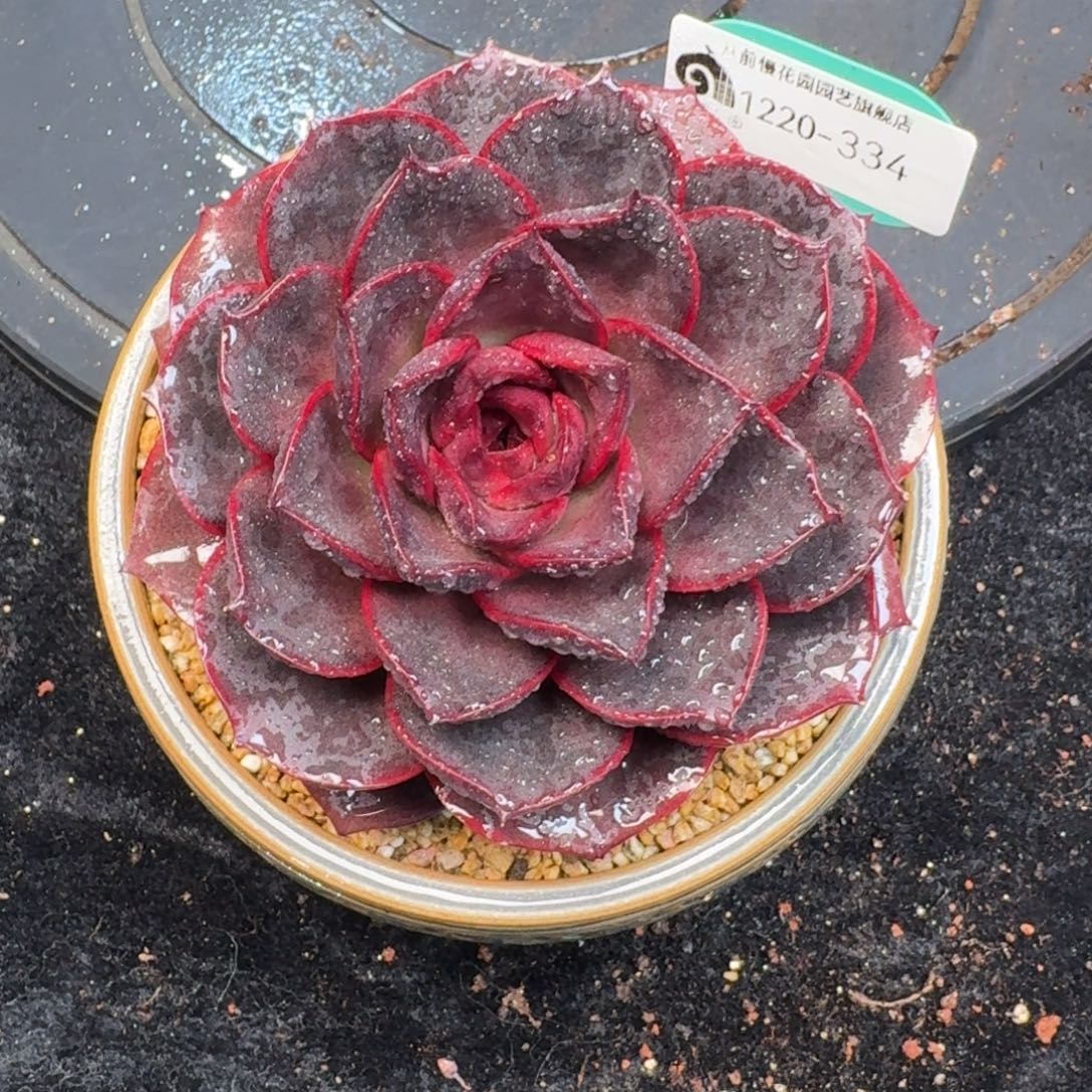 从前慢多肉精选编号1220.334