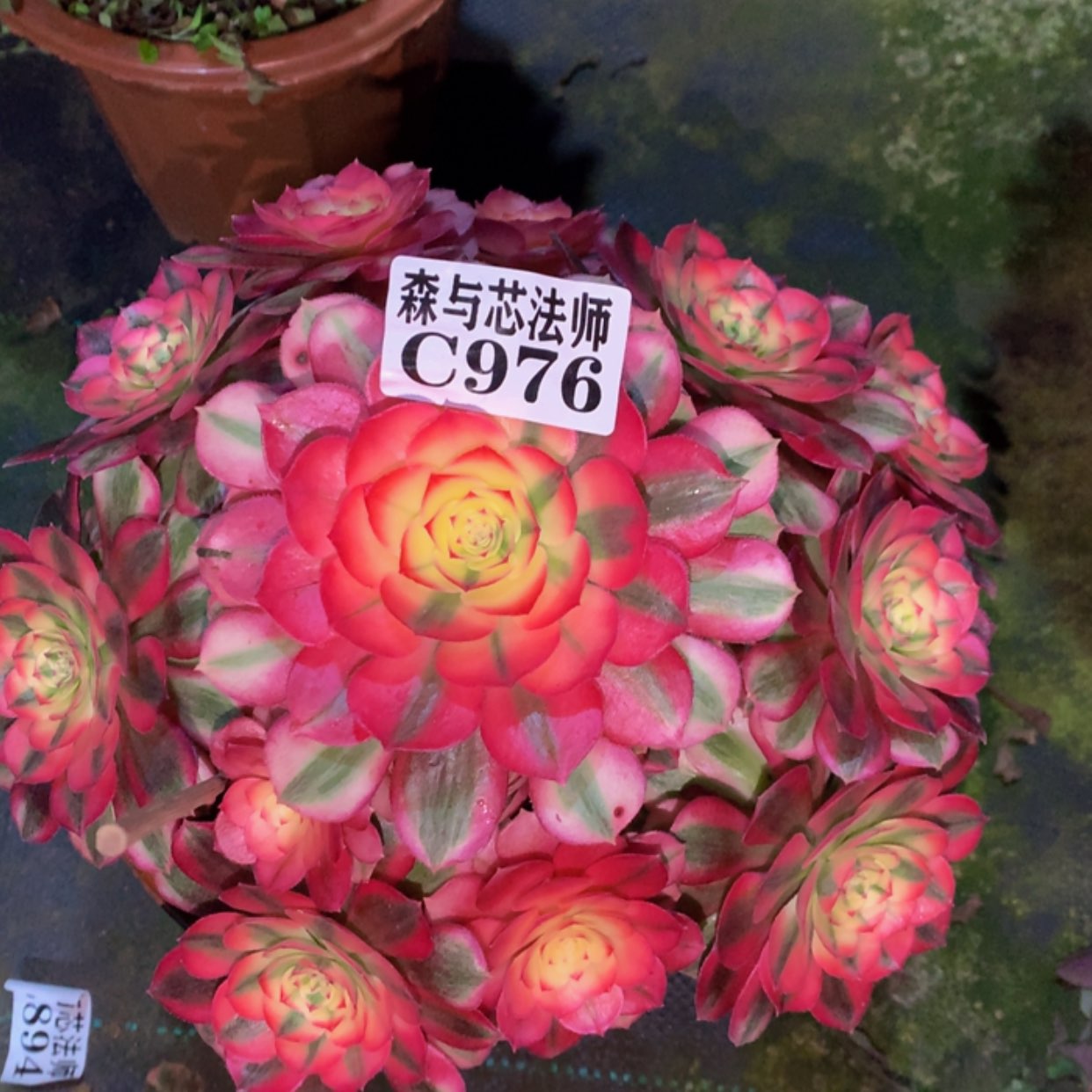 【闪购商品】976荔枝