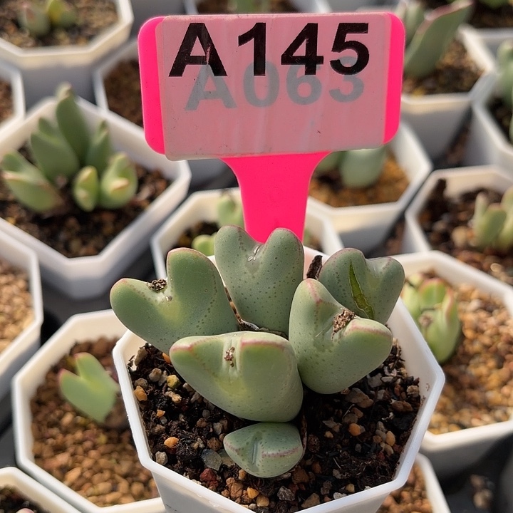 小***子145mjhhhjjjjjjjjjjjjhh 