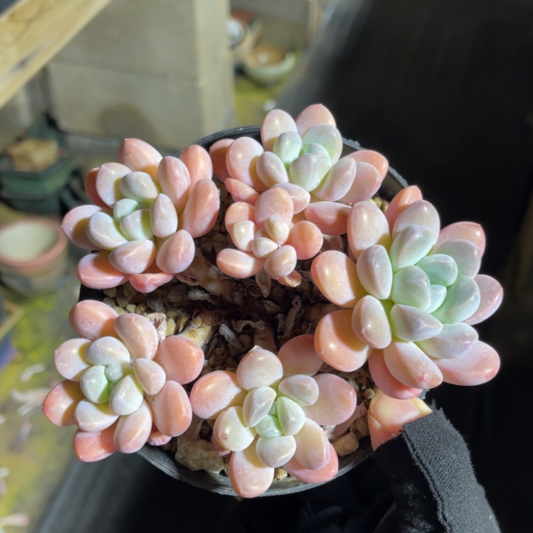 香水奶 一物一拍不支持退换