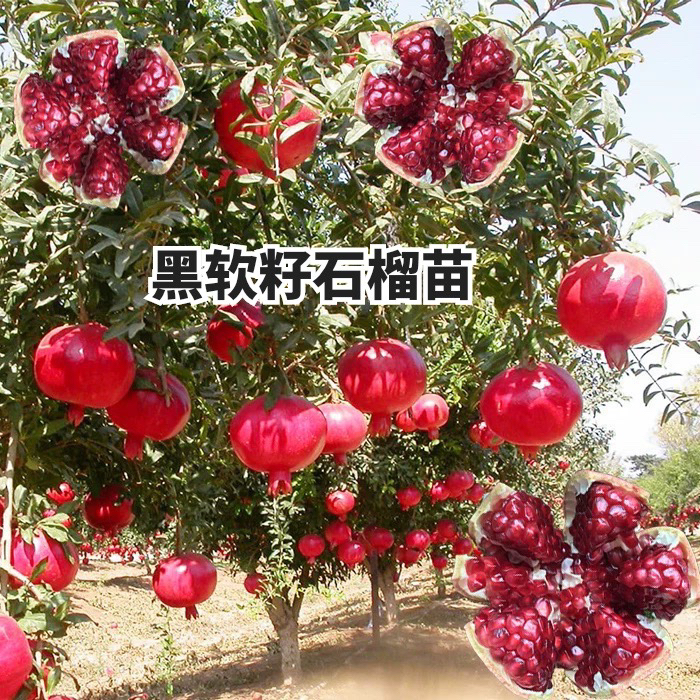 黑金刚软籽石榴树苗南北方种植盆栽地栽