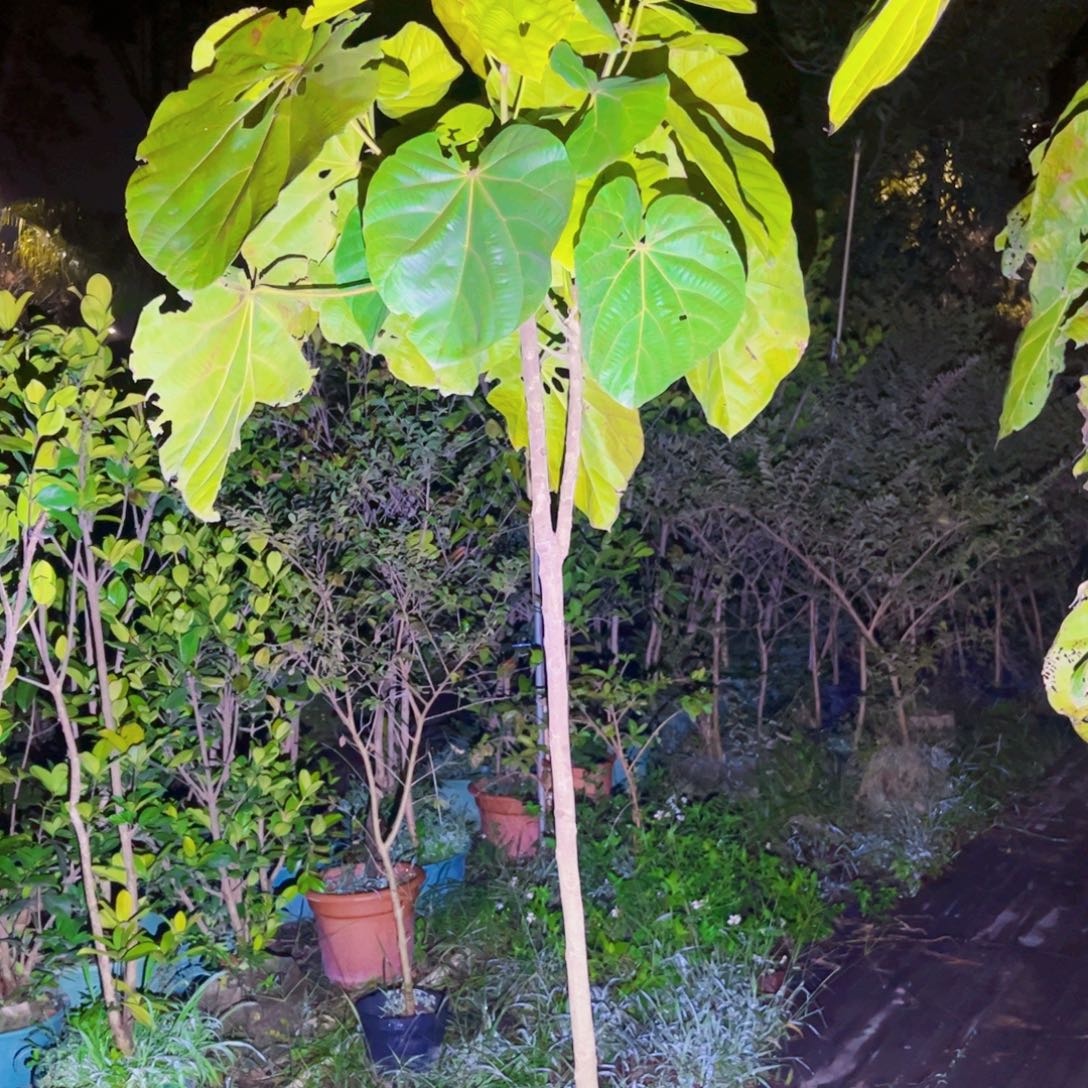 平***哥果苗。果苗。果苗6666