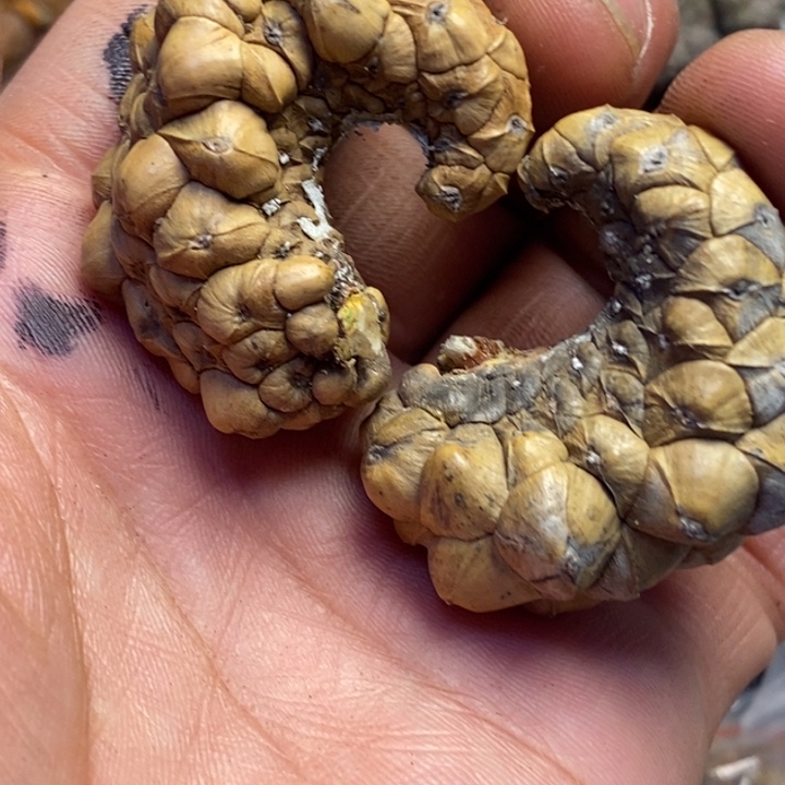 吊坠文玩核桃东北特产231