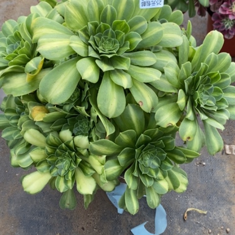 我**家650七彩琉璃满25包邮多肉