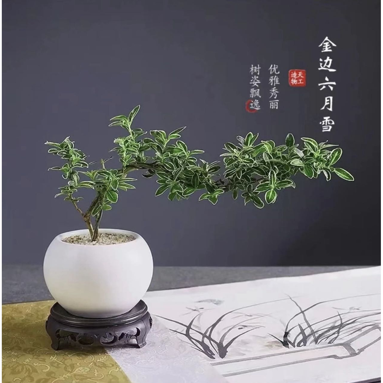 （新疆包邮）六月雪悬崖盆栽小叶赤楠盆栽桌面绿植室内绿植