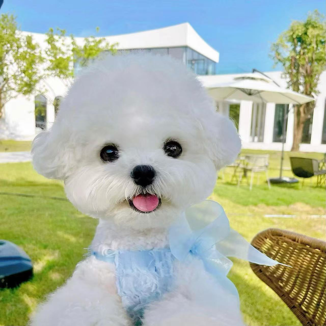（乐它）韩系比熊萌宠聪明可爱友好乖乖小狗幼犬