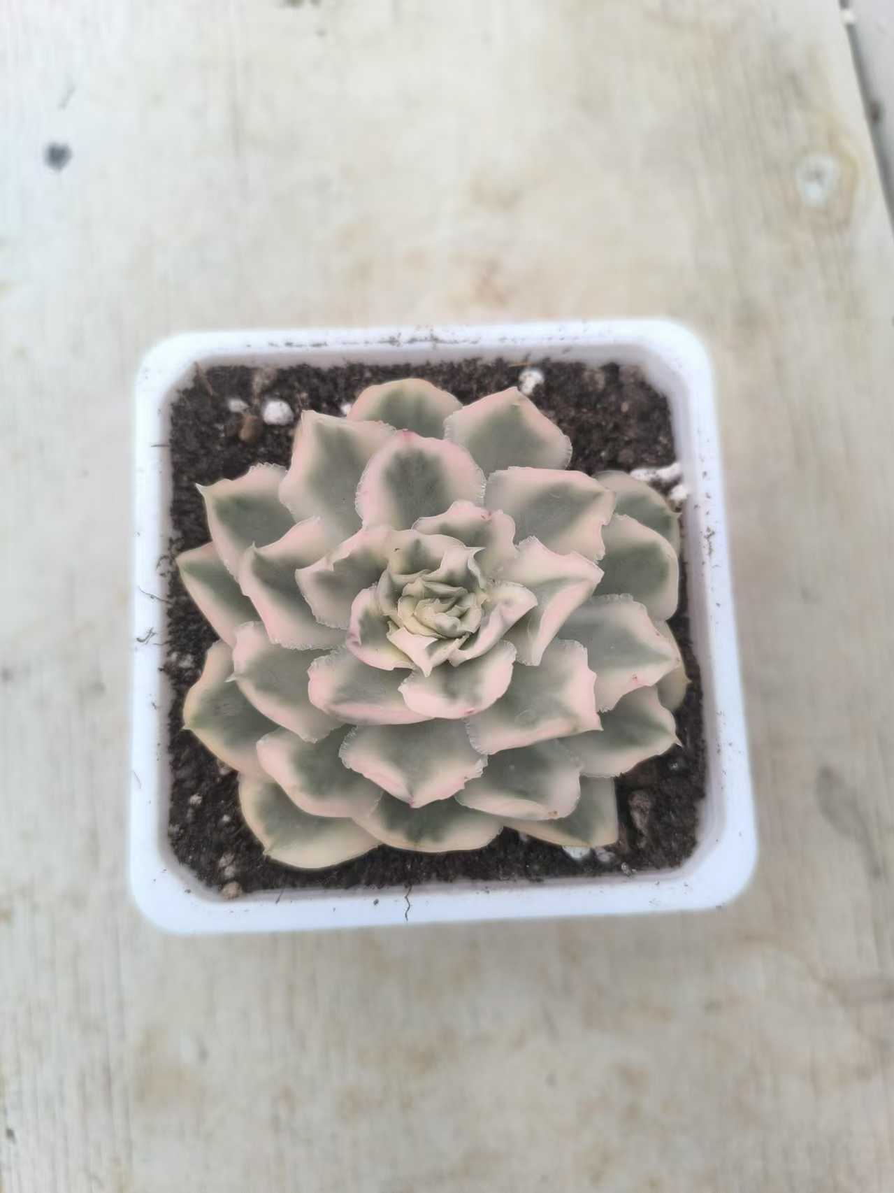 紫蝴蝶锦多肉植物