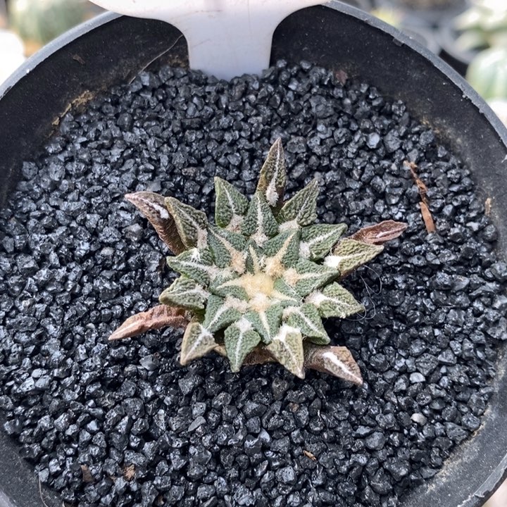 319号实生黑牡丹     