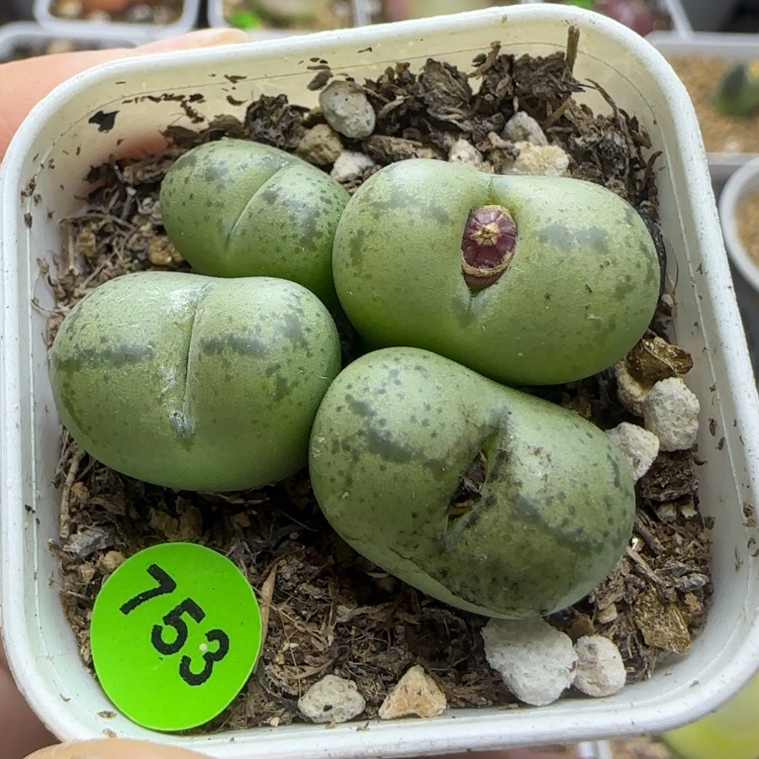 漂漂亮亮4头多肉带盆753